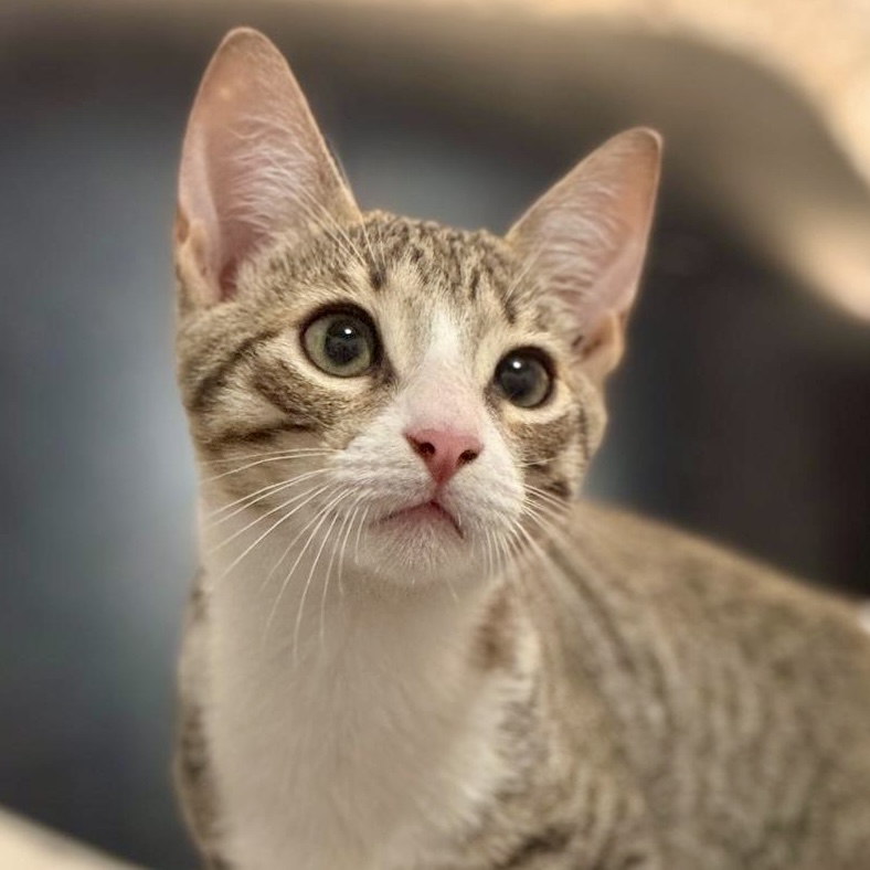Grey tabby glowing