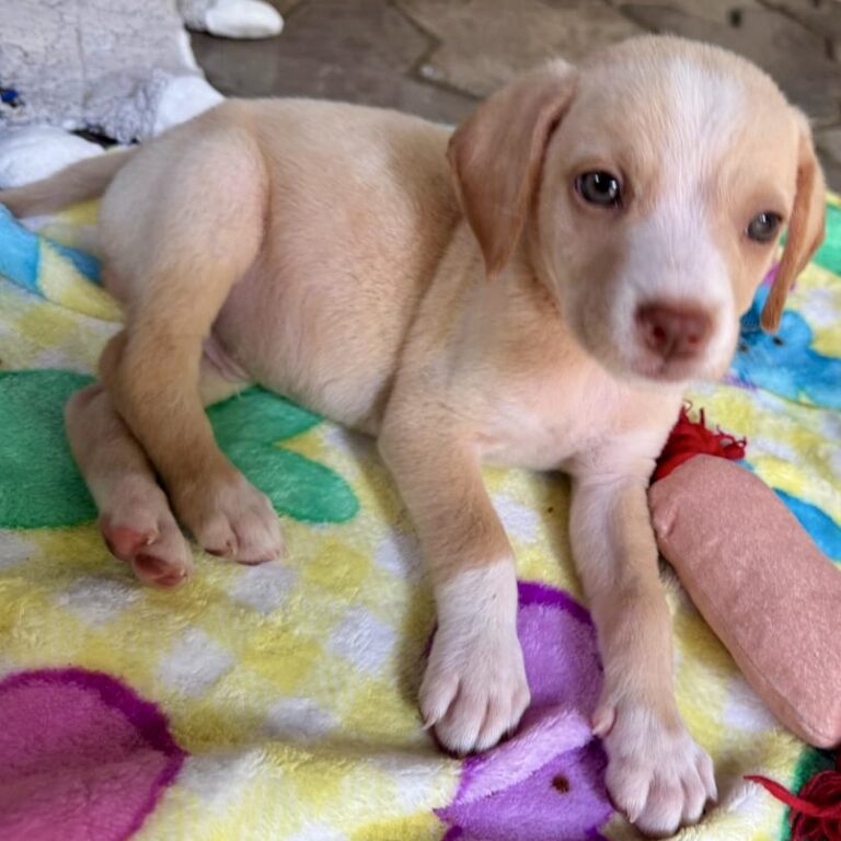 Tante claro y cachorro blanco