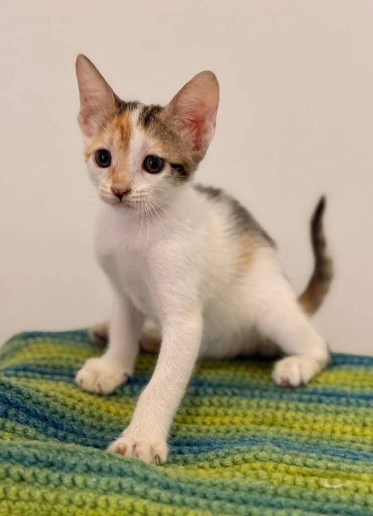 Tabby kitten white white underbody
