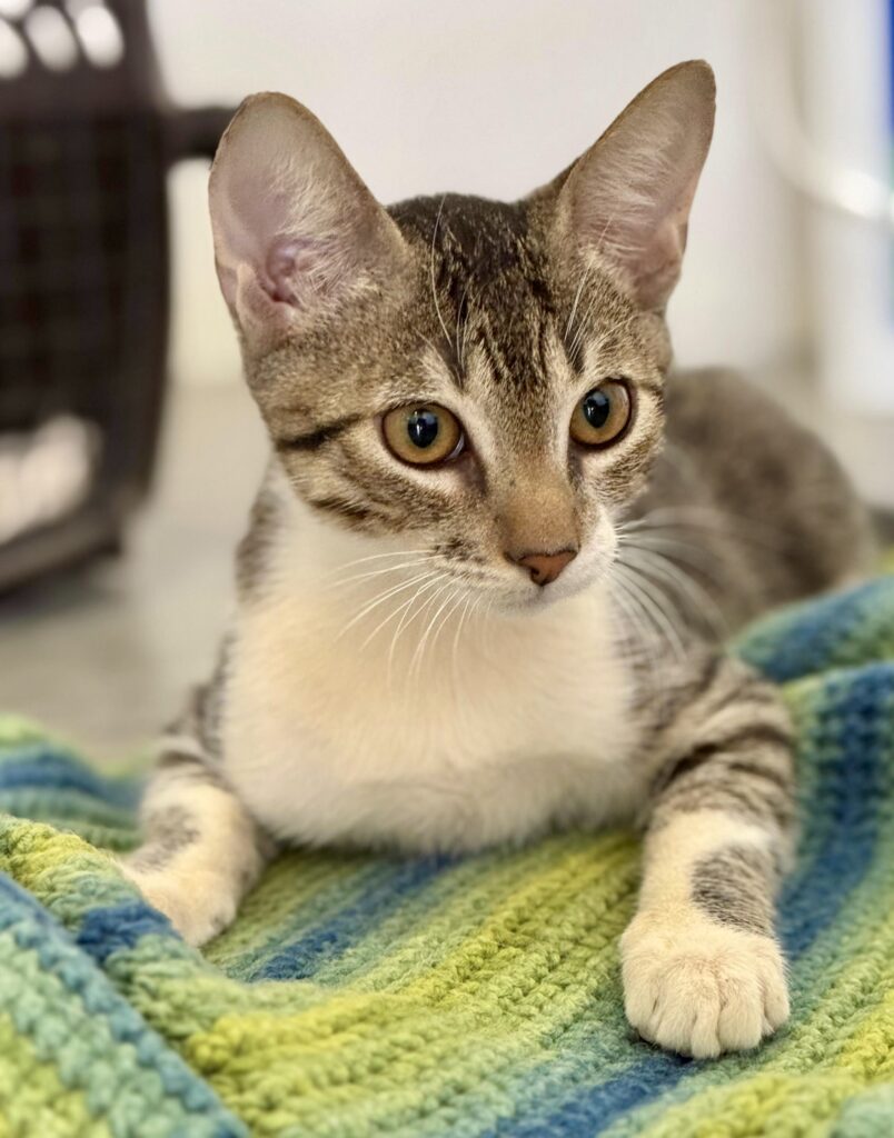 Grey tabby laying down