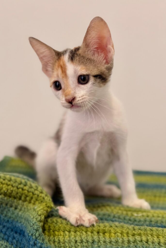Cute tabby kitten sitting