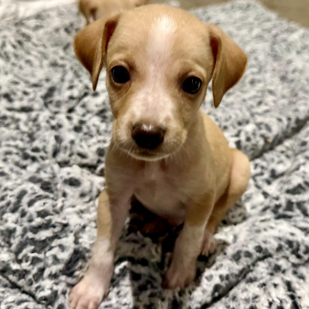 Adorable golden pup with white stripe down her face