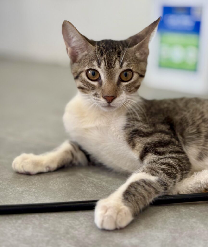 Grey tabby kitten laying down