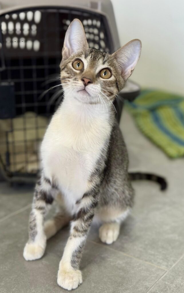 Grey tabby with white chest sitting up