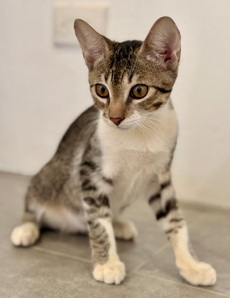 Grey tabby kitten sitting up