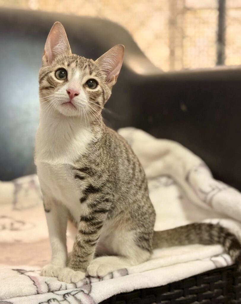 Angelic tabby