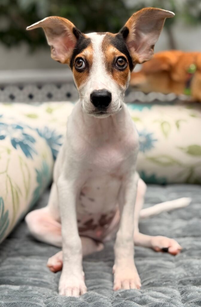 White dog sitting and looking at the camera with brown spots over his eyes and black around that. His large ears stick straight out with adorable bent tips.