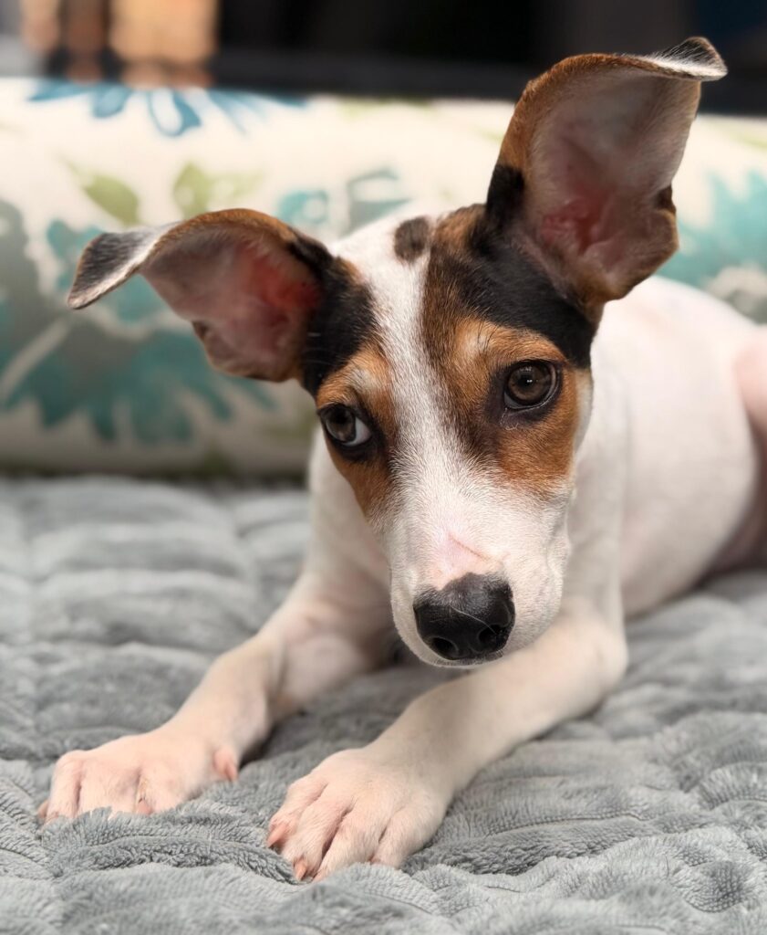Batman laying down with his large ears flying.