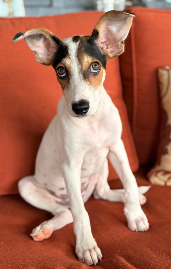 Puppy giving you puppy dog eyes. How could you resist these ears?
