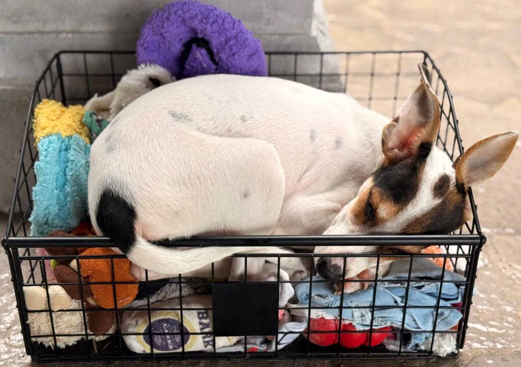 Batman sleeping in the toy box.