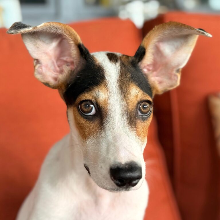 White dog with black and brown spots and adorable, enormous ears