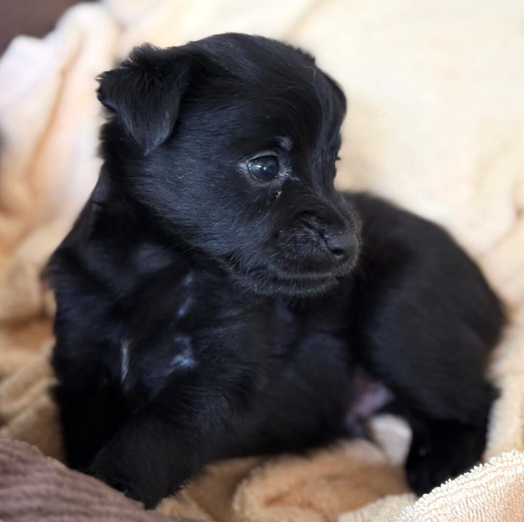 Black puppy laying in its side