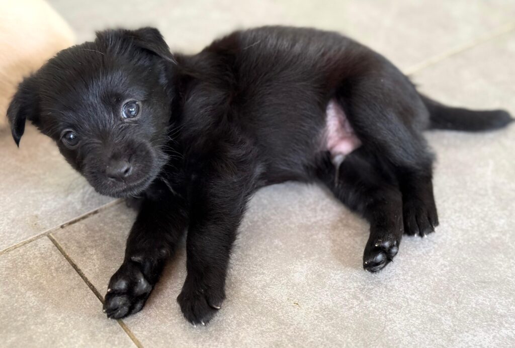 Black puppy with pink tummy