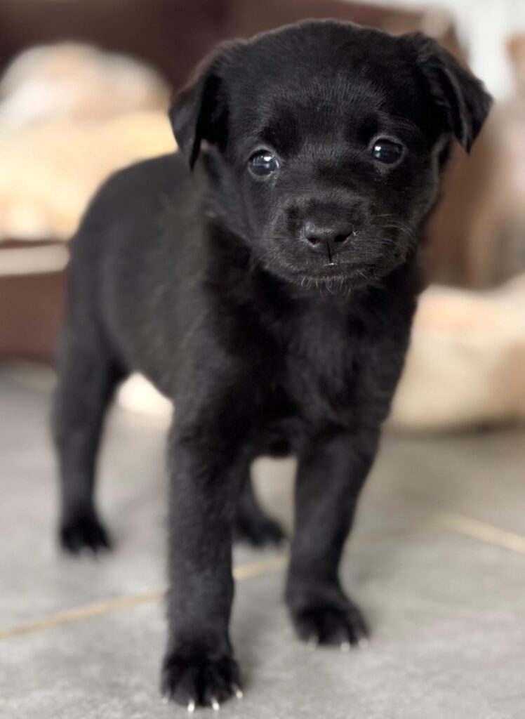 Black puppy says Don't you want me?