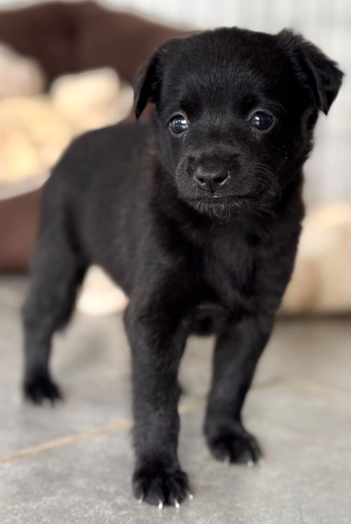 Black puppy standing up and looking at the camera