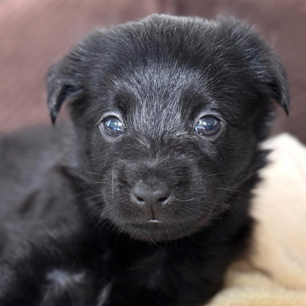 Black puppy looking at the camera
