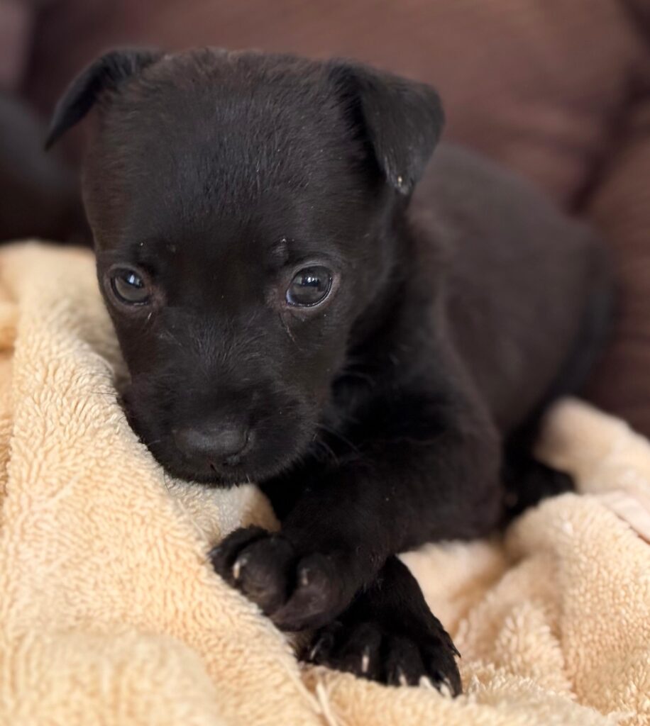 Little black Karl leaning on the towel
