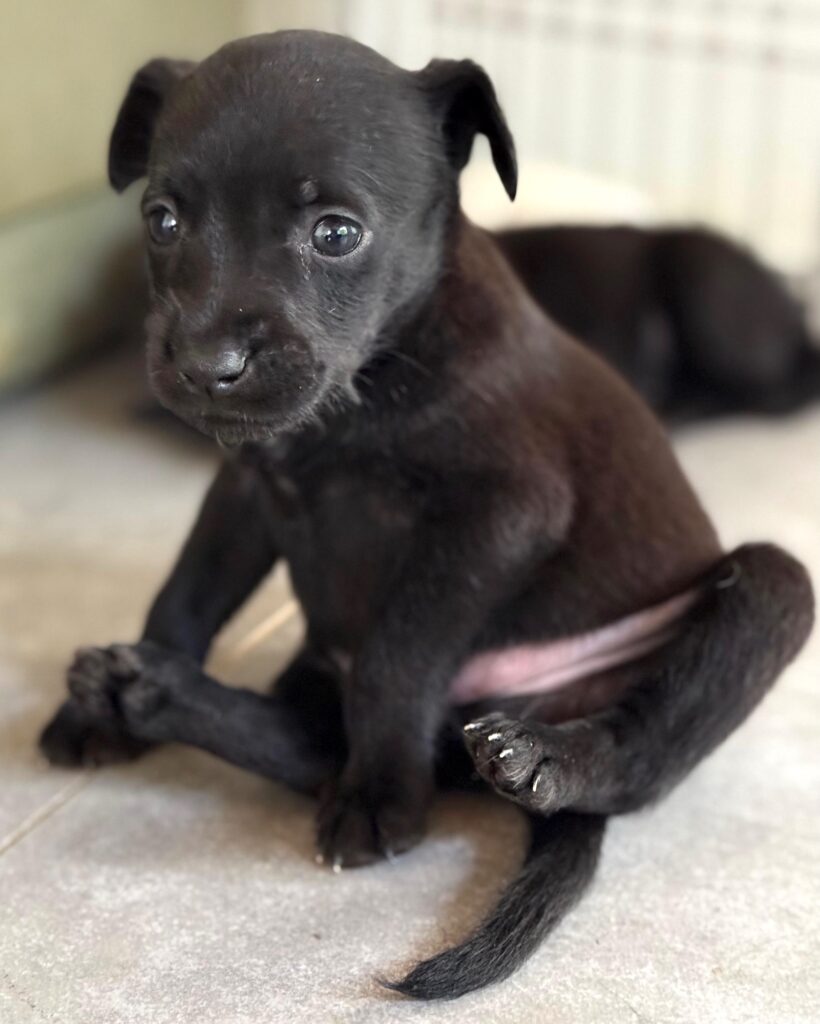 Little black puppy sitting all sideways