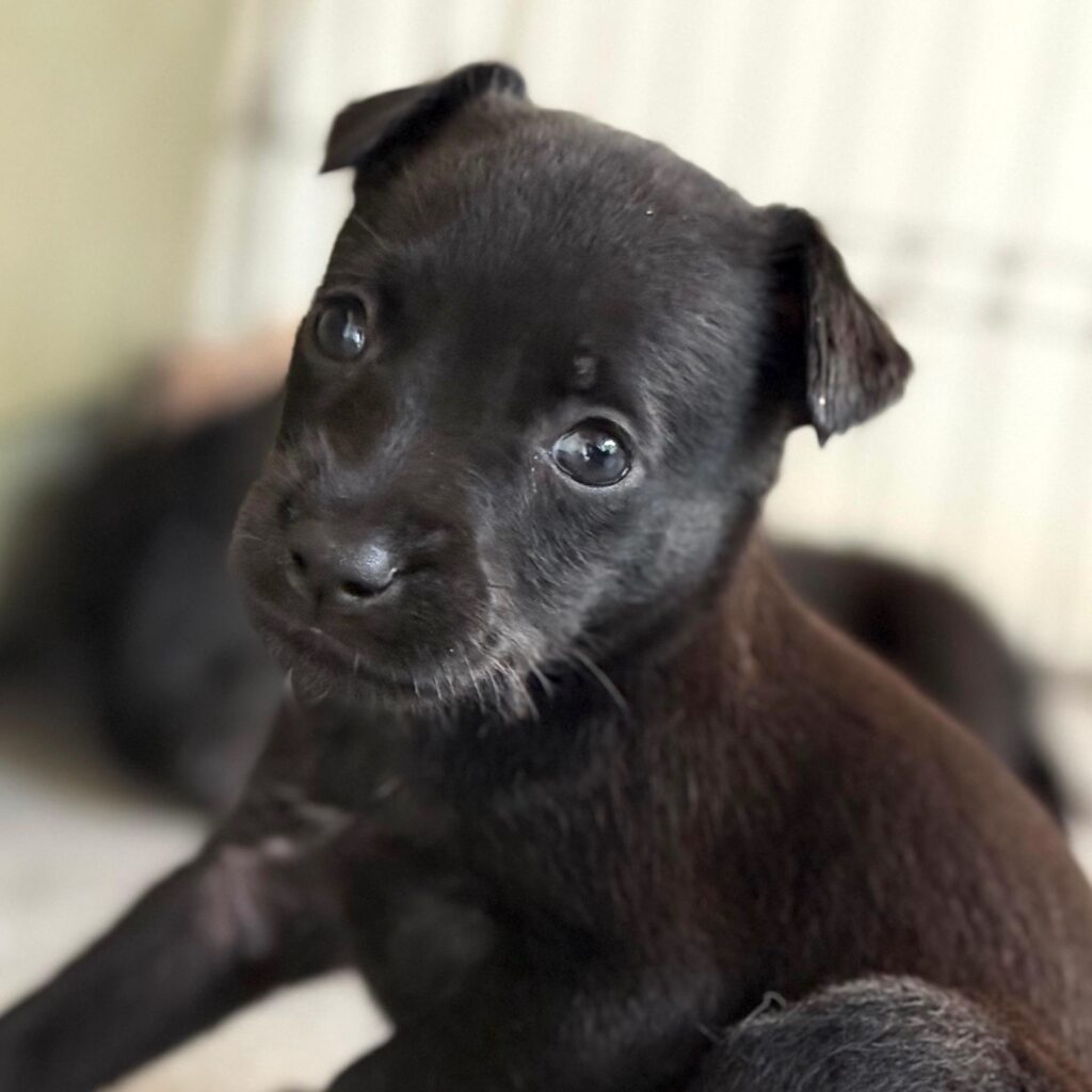 Tiny black puppy