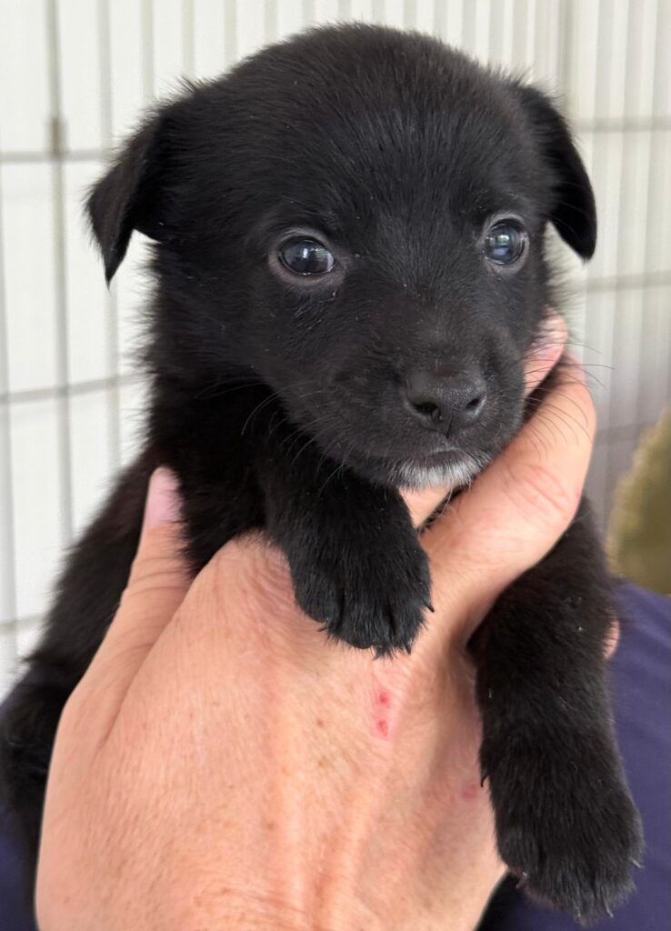 Black puppy being held