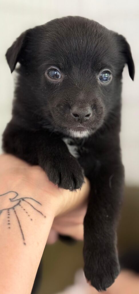 Little black kebob