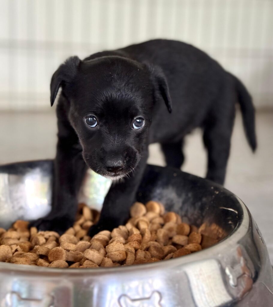 Black dog standing in a bowl of dogfood