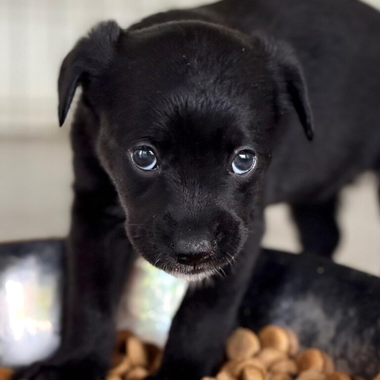 Black puppy standing in a bowl of dog food