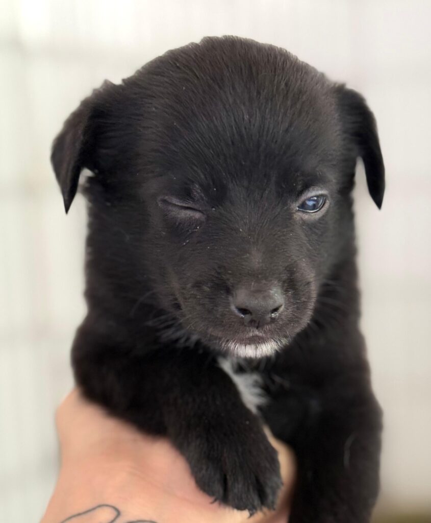 Black face with puppy eyes