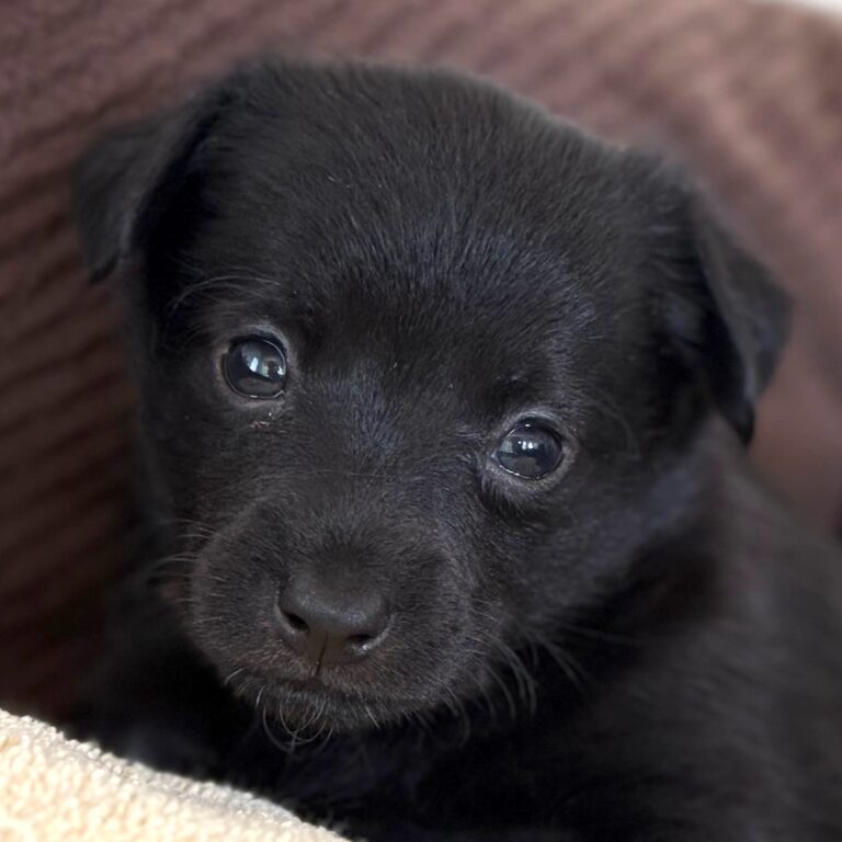 Black puppy with dark eyes