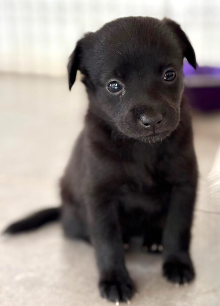 Black puppy sitting