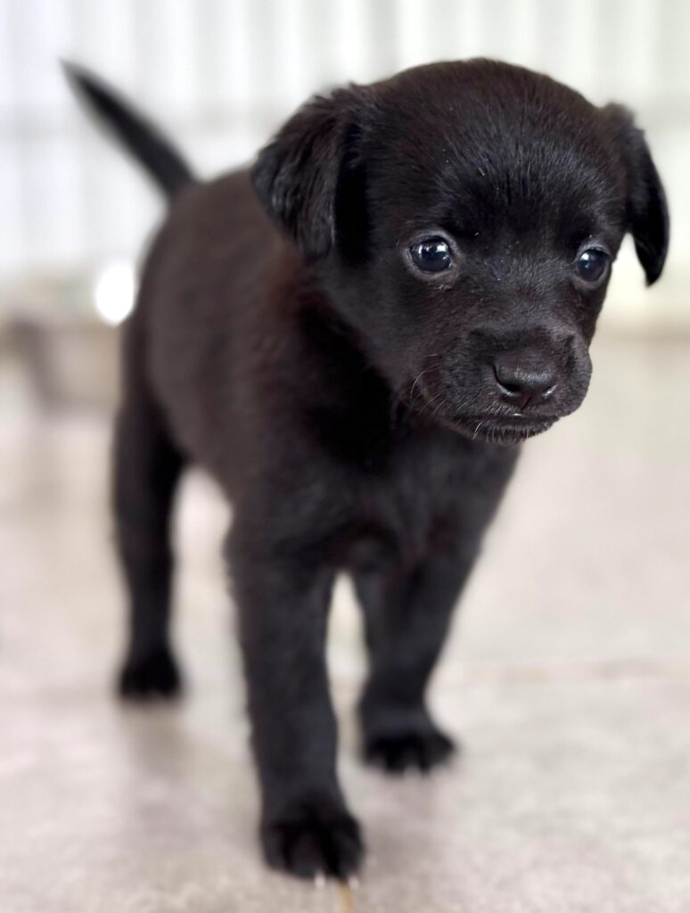 Black puppy standing