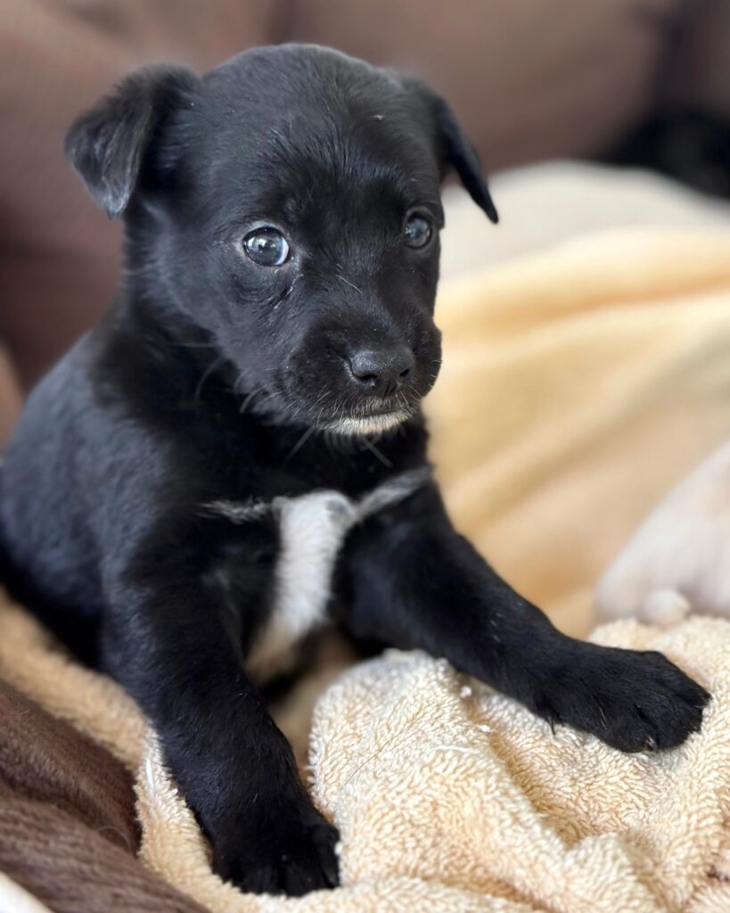 Adorable cachorro negro con pecho blanco