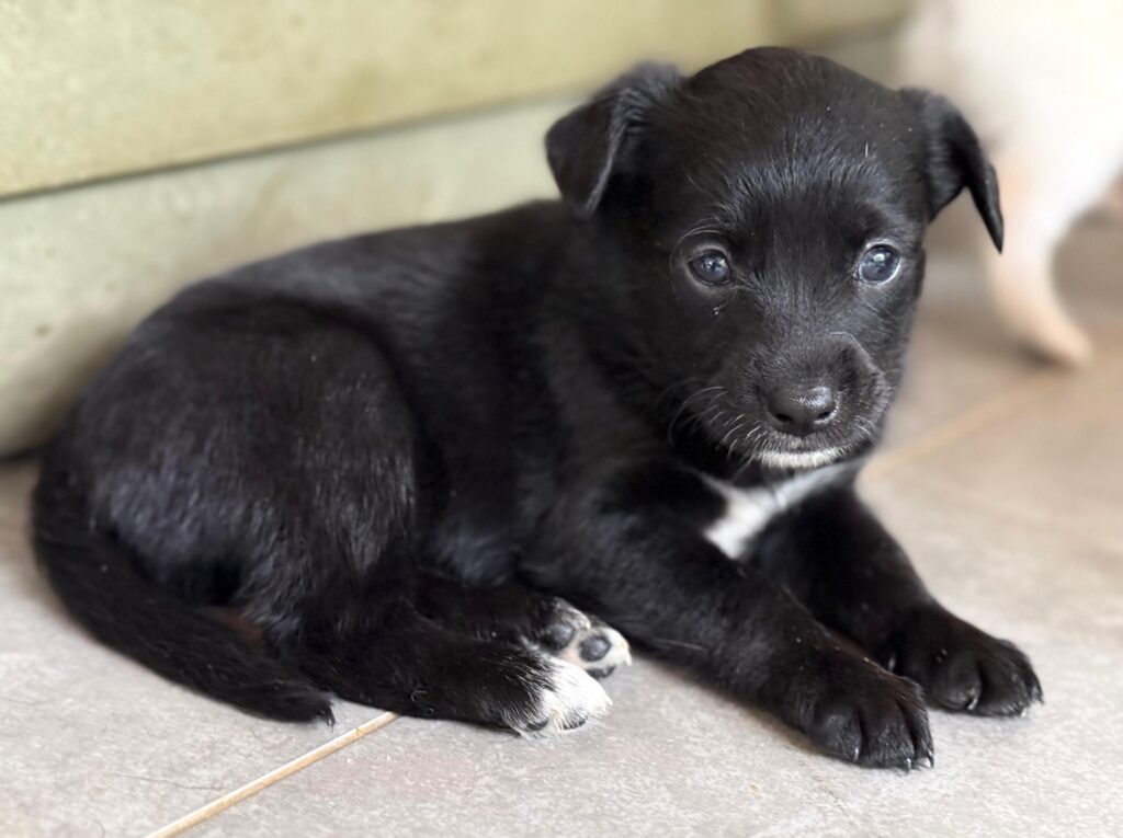 Perrito negro tumbado