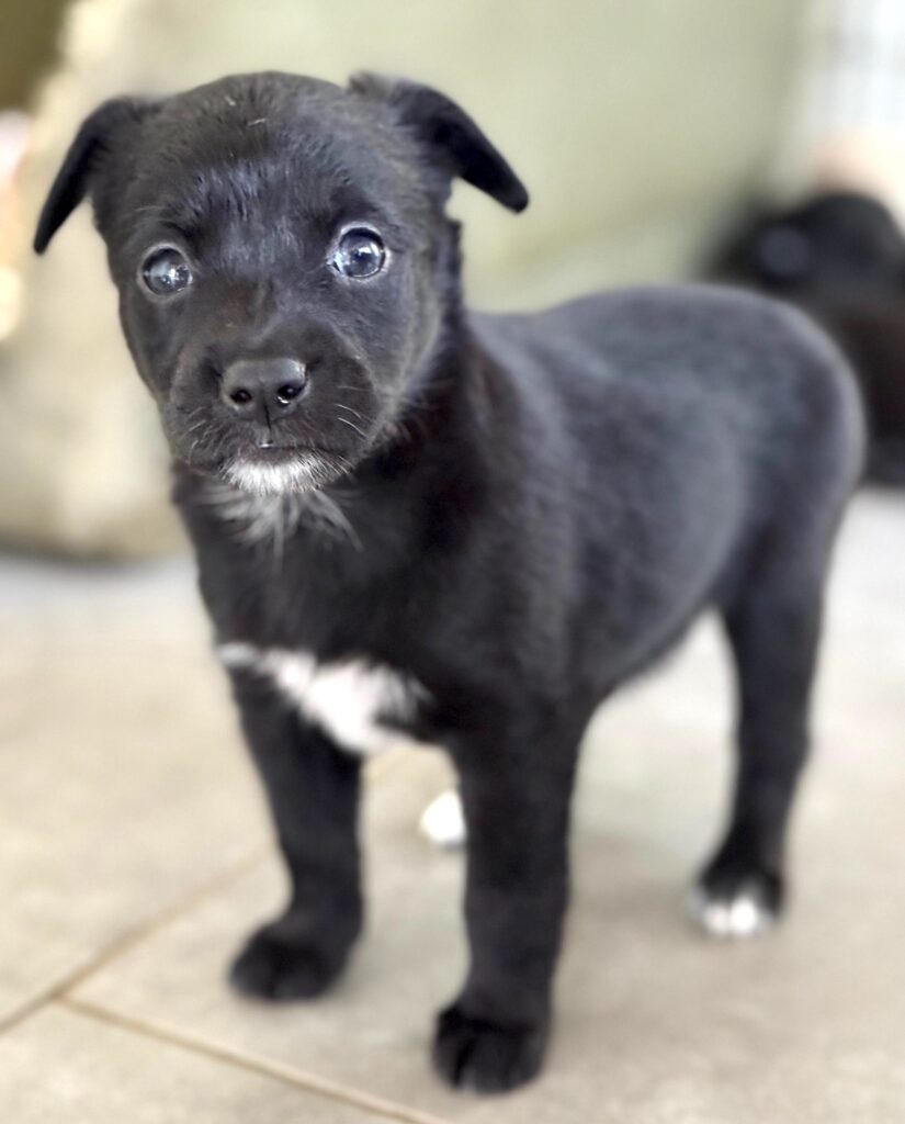 cachorro negro con pecho blanco de pie