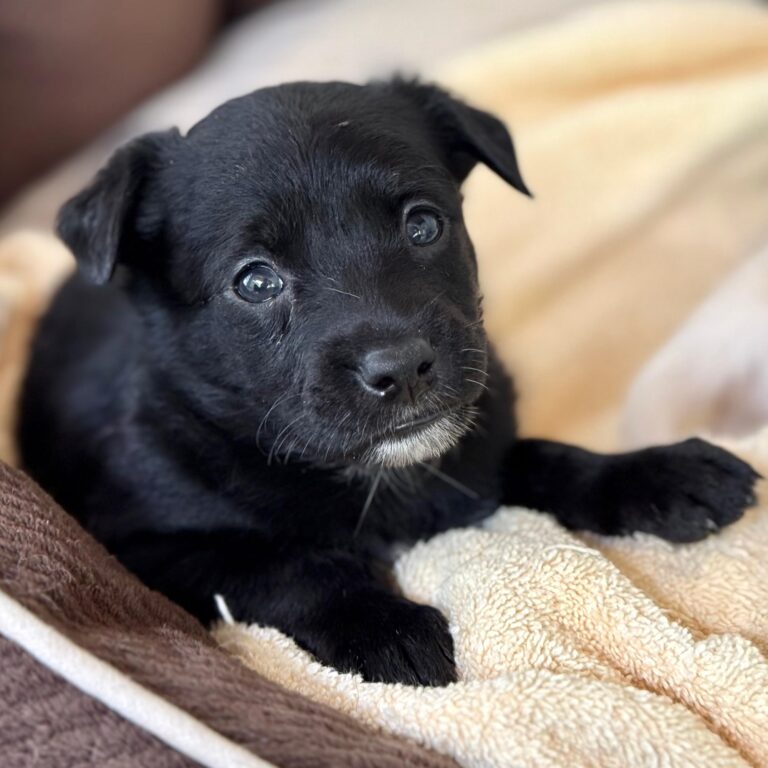 Black puppy looking into the camera