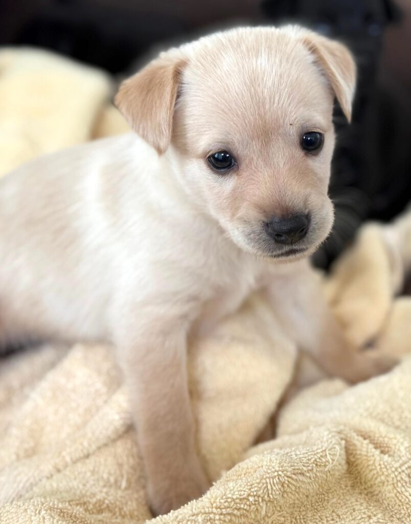 Tiny golden puppy with head tilted