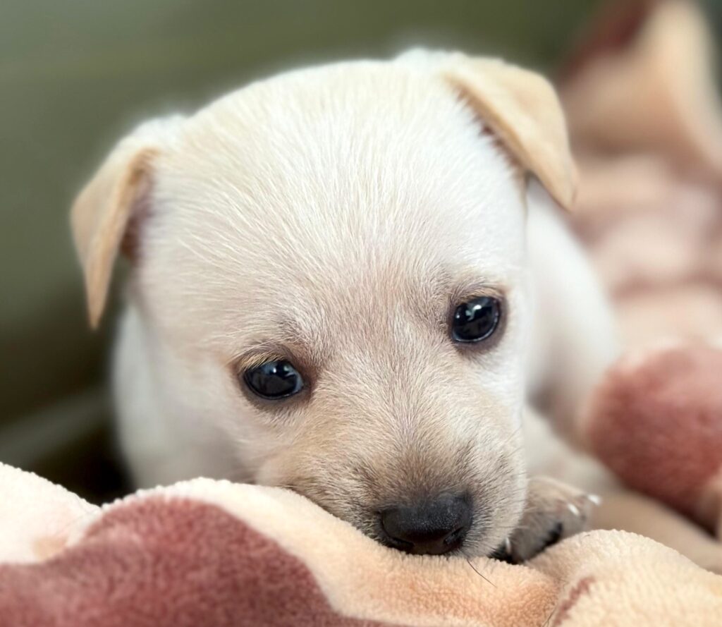 Tiny golden puppy with dark eyes