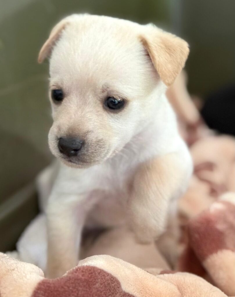 Kimchi sitting up