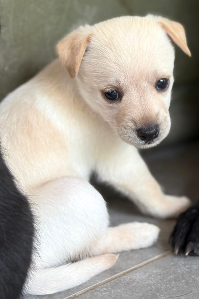 Kimchi sitting by a brother