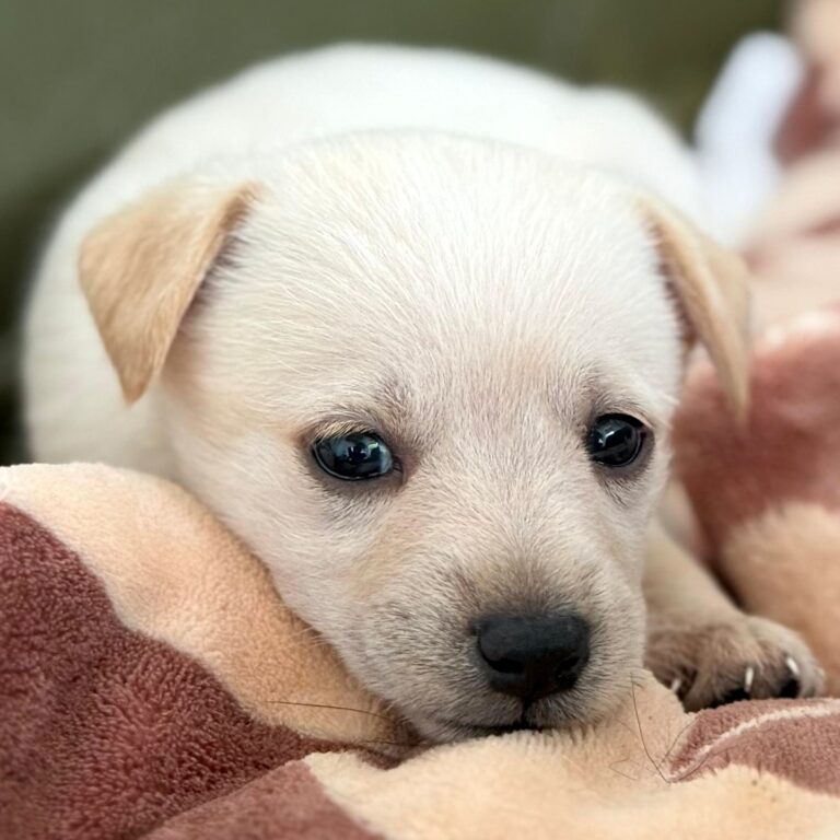 Tiny golden puppy