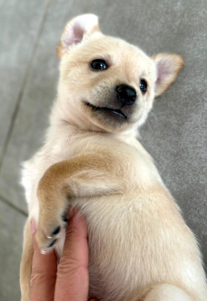 Tiny sweet golden puppy laying on his side
