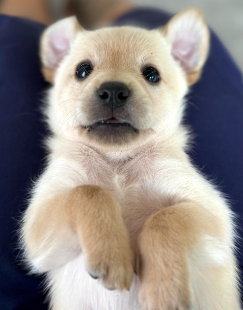 Golden puppy that looks like a teddy bear