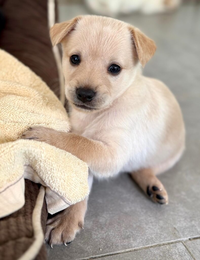 Koko sitting with his paw up