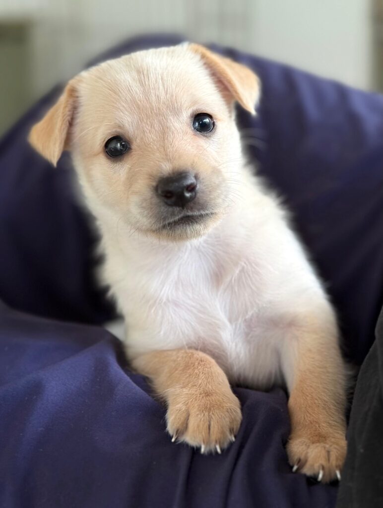 Sweet golden puppy with white chest