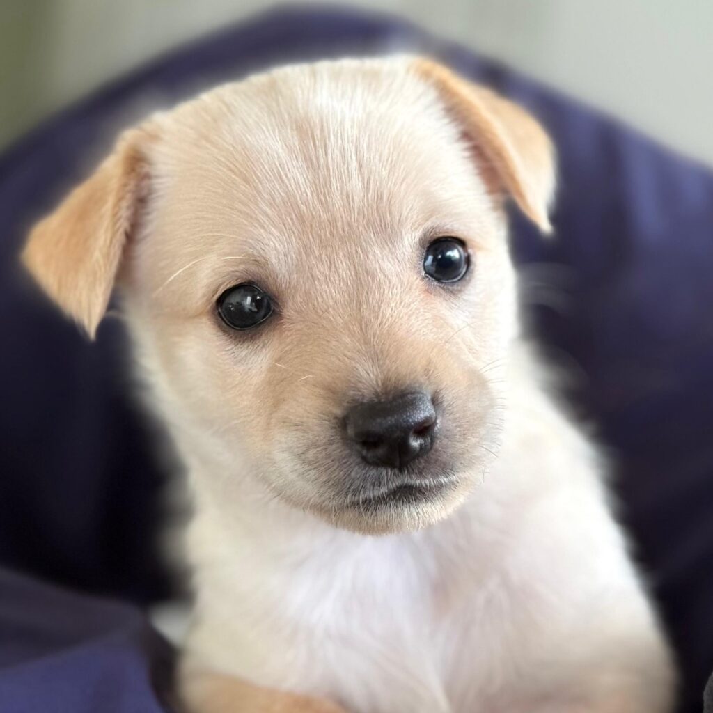 Golden puppy