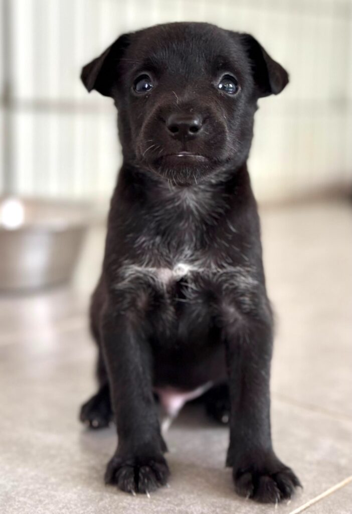 Kola sitting pretty
