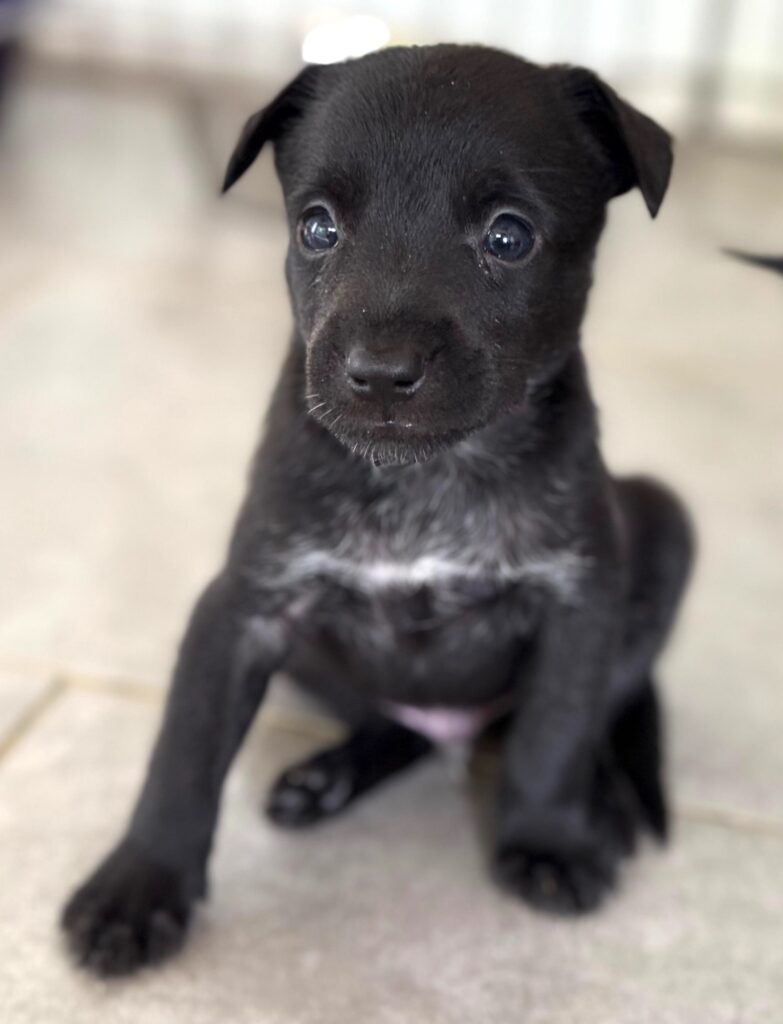 Black puppy sitting up with white stripe on his chest.