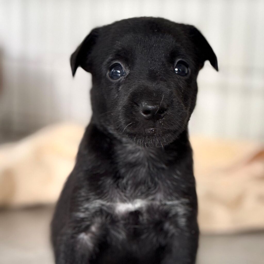 Black puppy with white cross