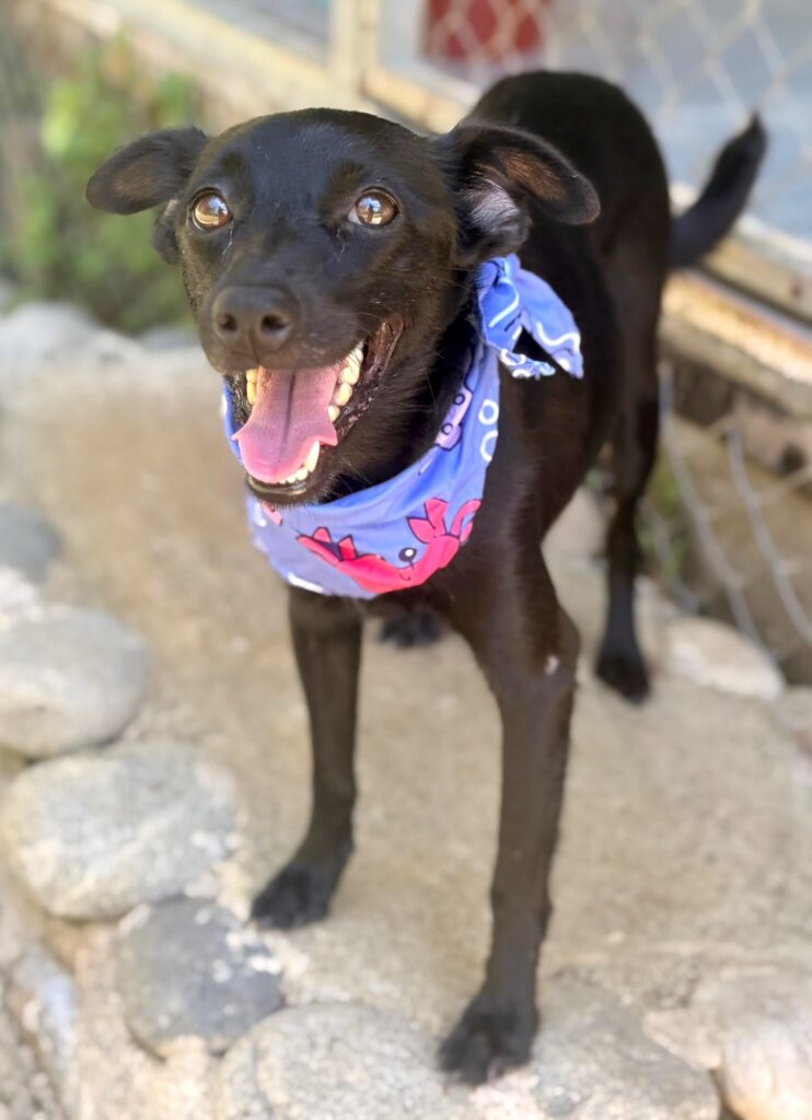 Smiley happy doggy!