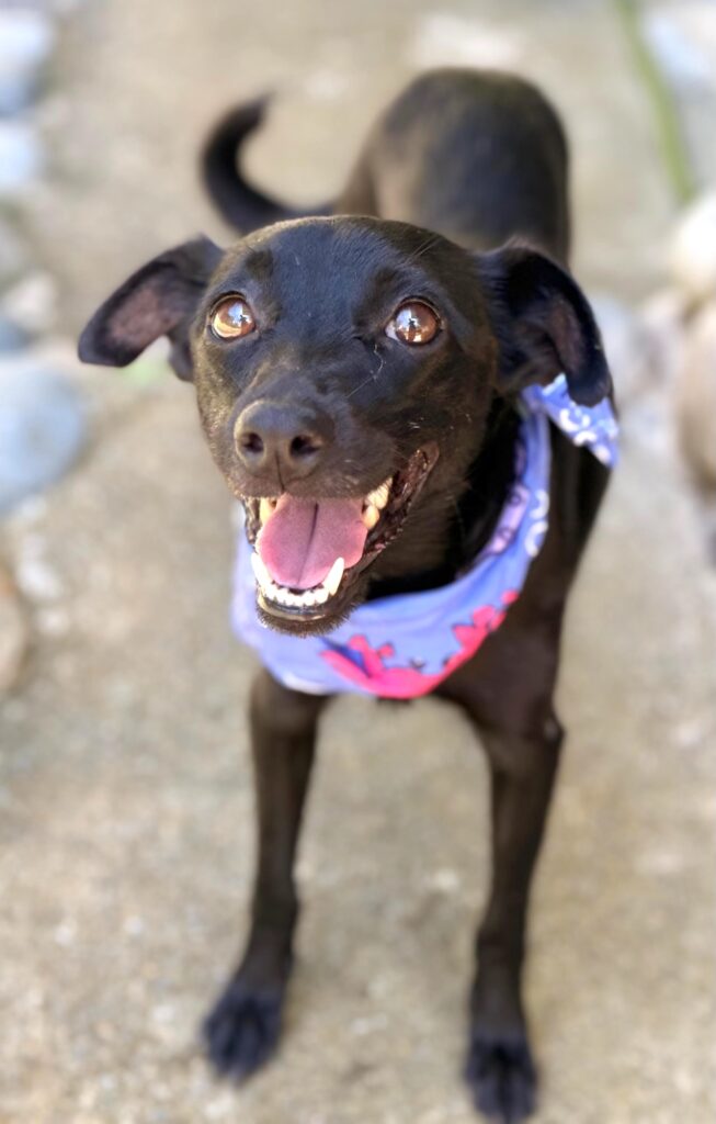 Small black dog that is standing in front of the camera saying hello